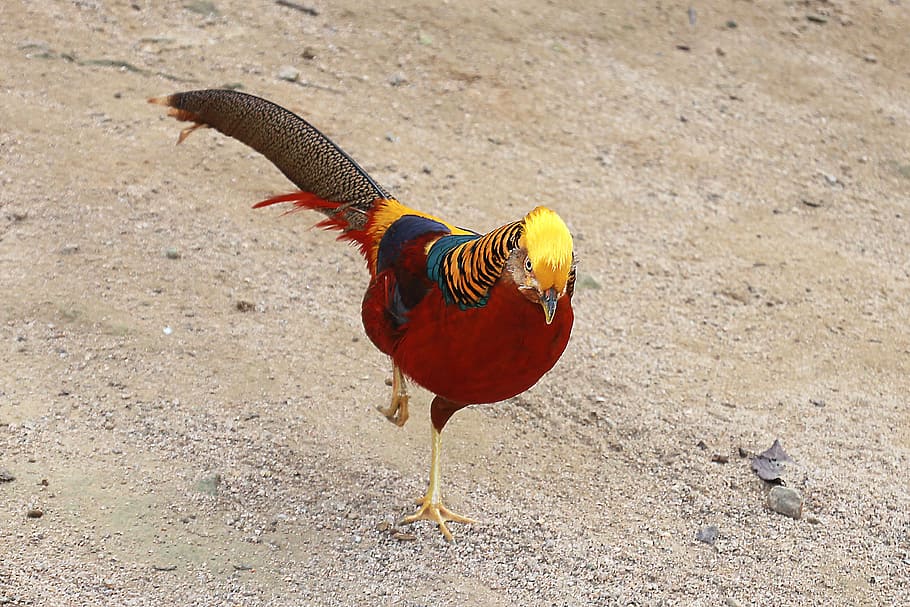 golden pheasant, red golden pheasants, chinese pheasant, peafowl, bird, animal, nature, golden, outdoors, zoo