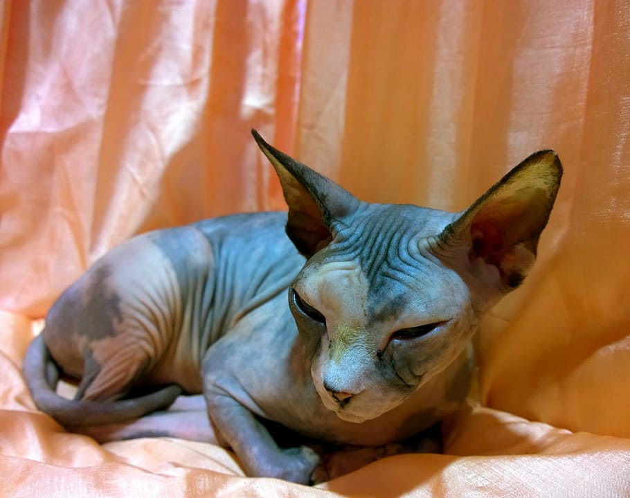 sphinx, lying, brown, textile, sphynx cat, resting, hairless, domestic, pet, mammal