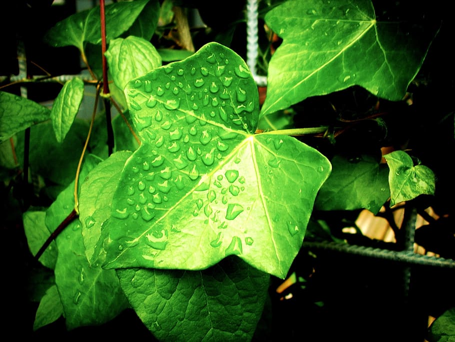 green leaf plant, foliage, vine, climbing plant, ivy, clamberer, creeper, green, fresh, water drops
