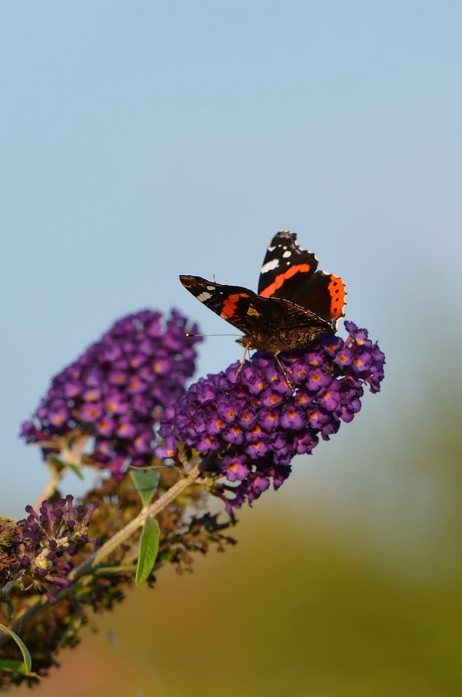 Mariposa, verano, lila, naturaleza, lila de verano, púrpura, buddleja, arbusto de mariposa, mariposa - insecto, animales salvajes