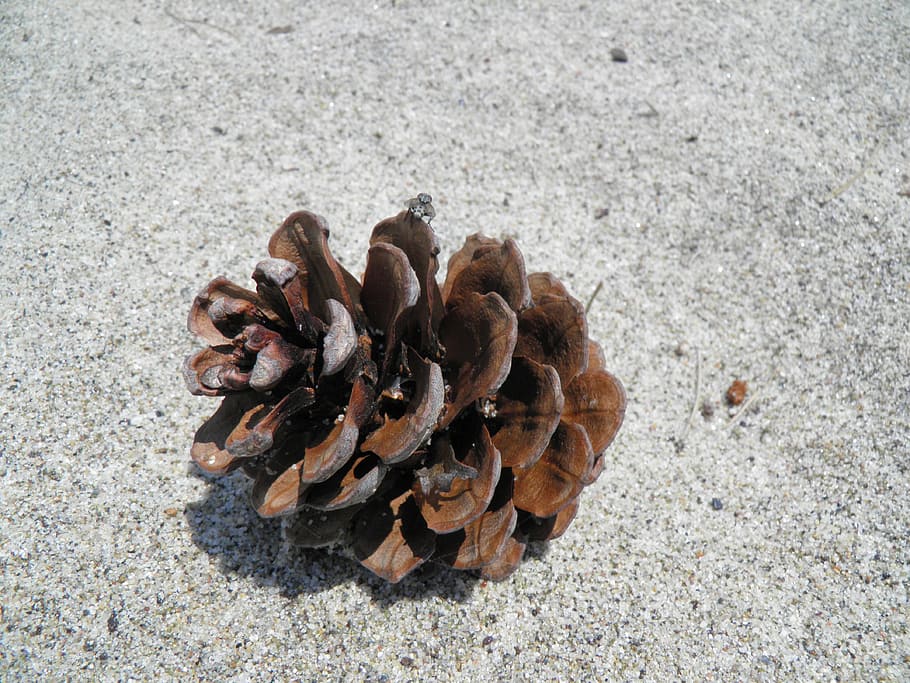 pinecone, cone, dried, brown, fallen, coniferous, conifer, pine cone, land, nature