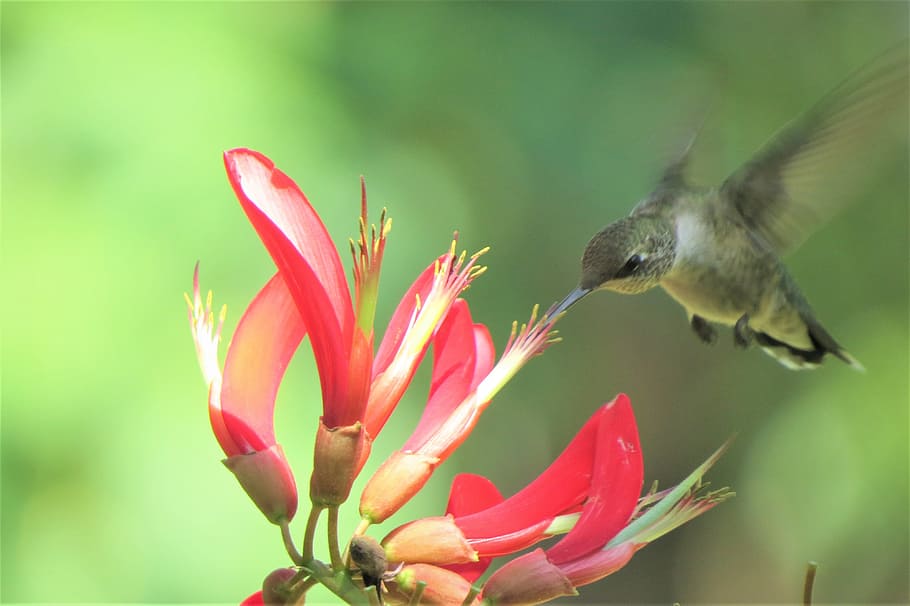 hummingbird, pollinating, red, honeysuckle flower, bird, flying and feeding, red flowers, flower, animal themes, flowering plant