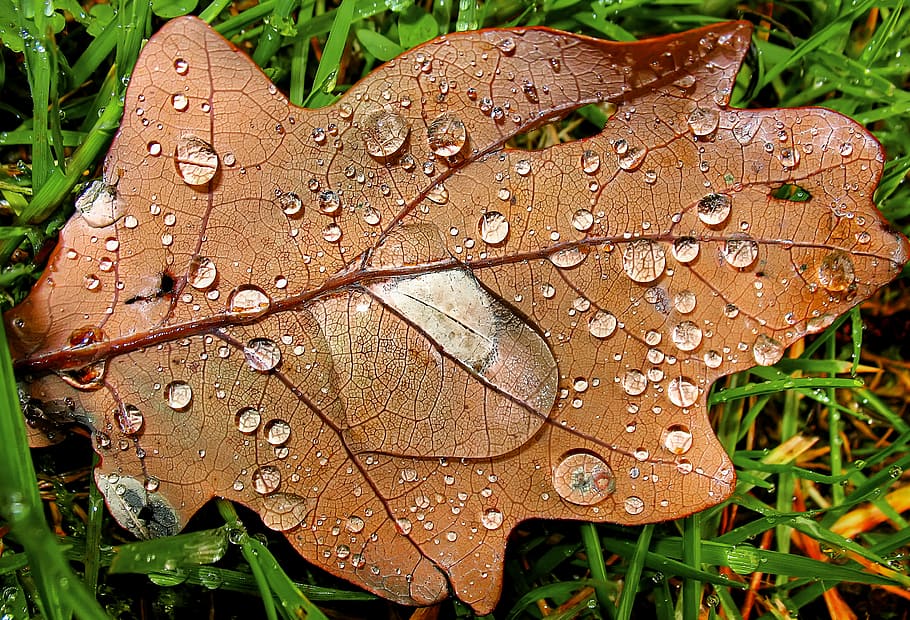 leaf, water, droplets, drop, wet, plant, plant part, nature, close-up, raindrop