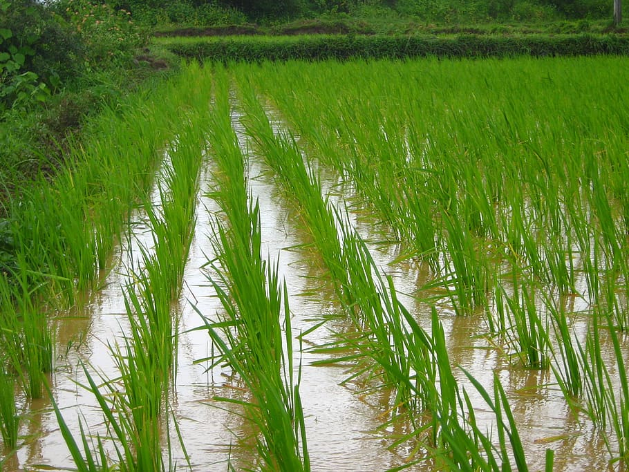 rice farm, farming, agriculture, farm, rice, field, harvest, plant, asia, nature