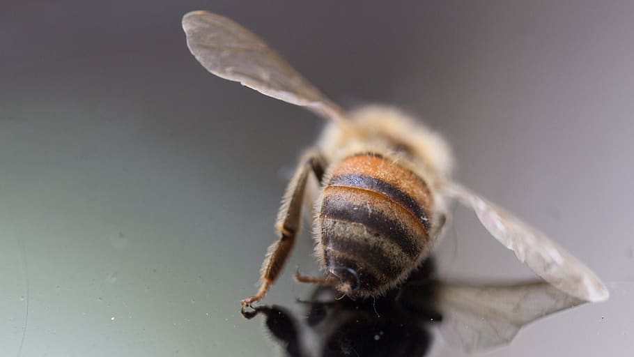 abeja, muertes de abejas, insecto, naturaleza, polen, macro, polinización, cerrar, protección, miel