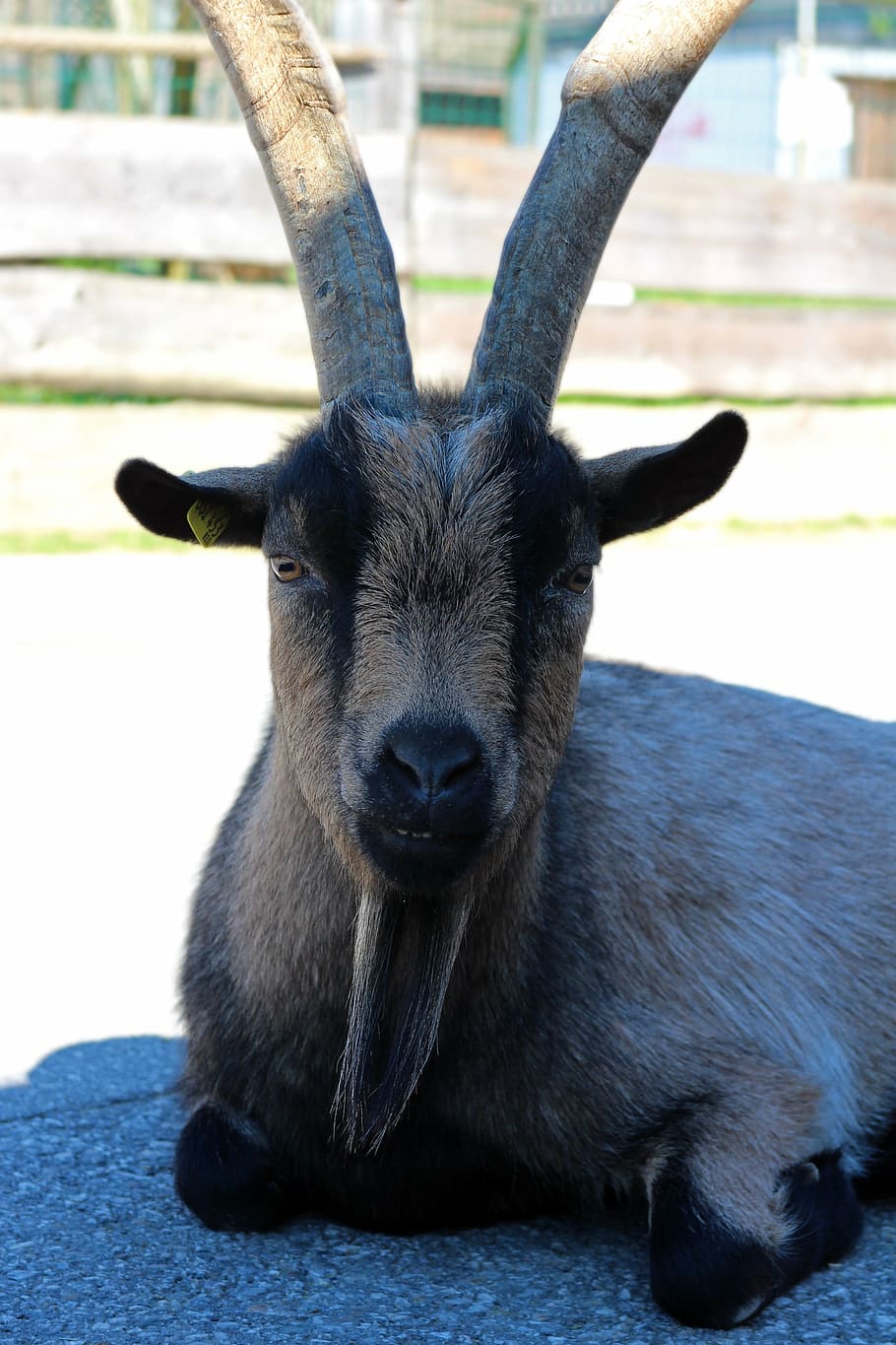 billy goat, goat, animal, horned, livestock, goatee, domestic goat, farm, horn, mammal