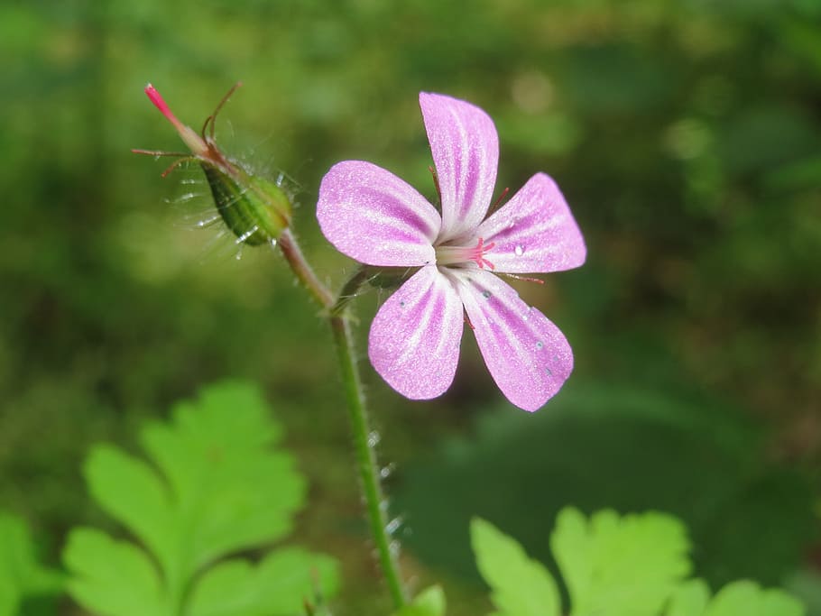 geranium robertianum, herb-robert, red robin, death come quickly, storksbill, dove's foot, crow's foot, wildflower, flora, botany