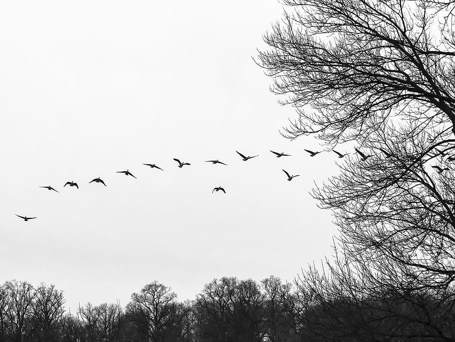 flock, bird, fly, mid, air, flocking, geese, birds, birds flying, waterfowl