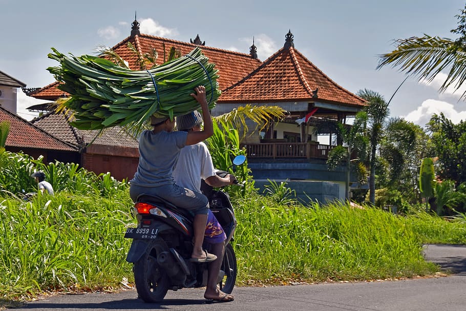 Bali, Indonesia, Travel, Motorcycle, motorcyclist, adult, two people, outdoors, adults only, tropical climate
