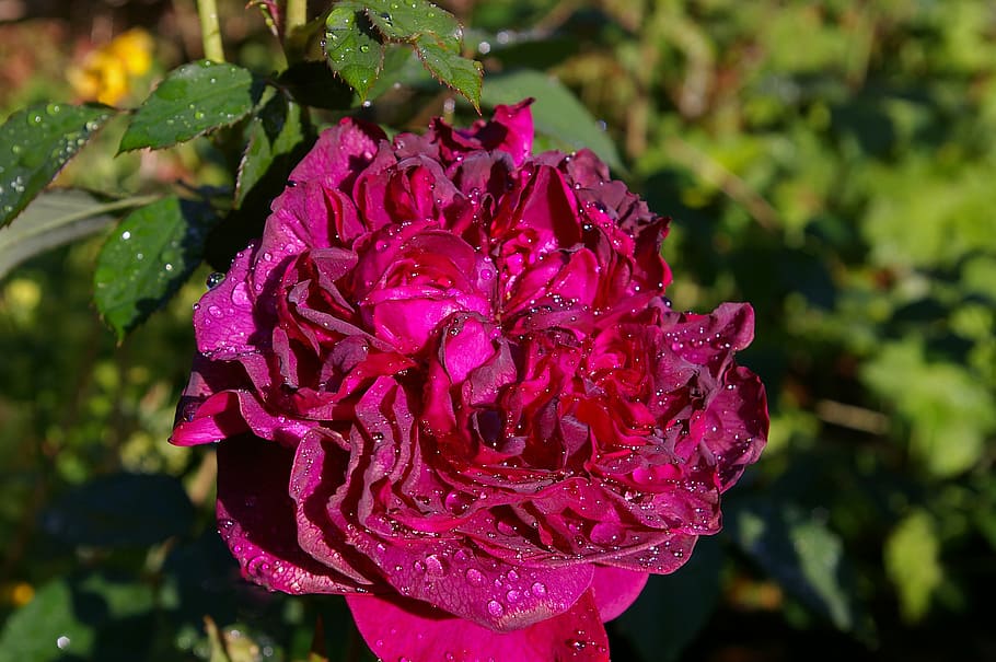 rosa, rosa vermelha, rosa perfumada, jardim de rosas, flor, flores, rosas, vermelho, rosas do jardim, rosa aberta