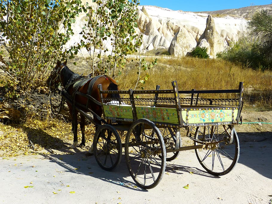 coach, horse drawn carriage, horse, wagon, dare, trailers, domestic animals, livestock, domestic, mammal