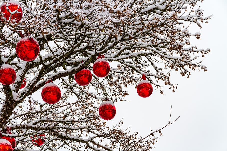 tree, balls, red, winter, snow, white, nature, christmas balls, christmas motif, advent