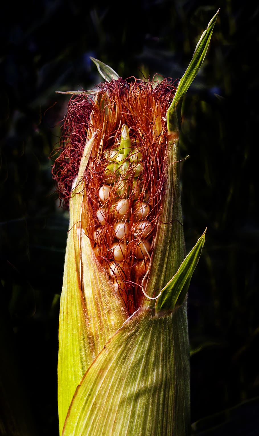 corn, corn on the cob, agriculture, crop, fodder plant, food, power plant, zea mays, kukuruz, licorice