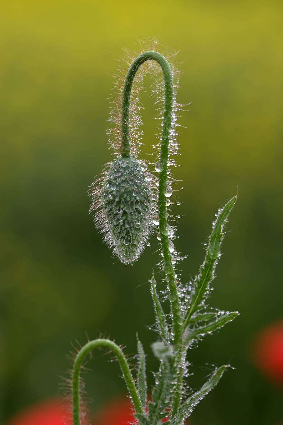 water dews, green, plant, Poppy, Freshman, Drops, rain, nature, green color, growth