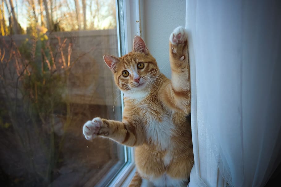 orange, tabby, cat, window ledge, surprised, kitten, cute, animal, fur, young