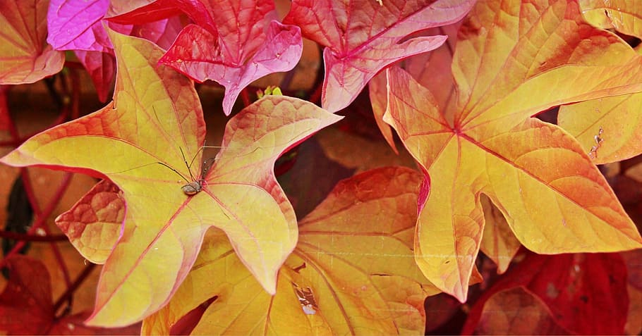 fall, leaves, red, leaf, season, nature, foliage, colorful, botany, spider