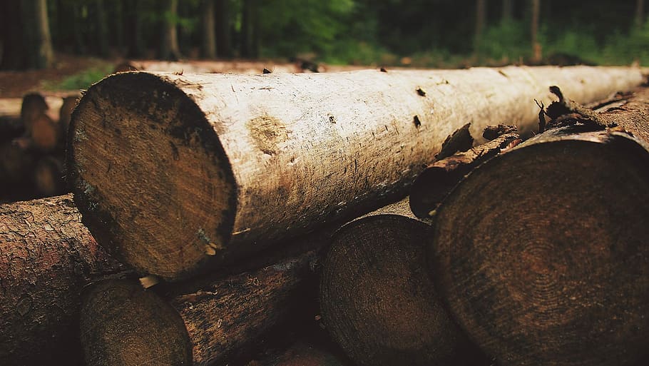 selective, pile logs, pile, logs, black, brown, gray, green, trees, wood