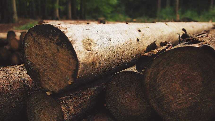 kayu, kayu gelondongan, hutan, alam, mencatat, pohon, industri kayu, penggundulan hutan, kayu bakar, tumpukan