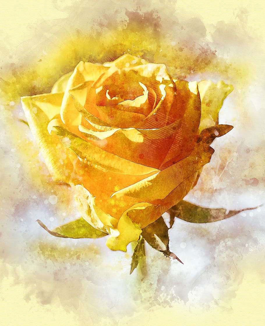 yellow rose painting, rose, flower, petal, love, romance, anniversary, gift, romantic, blooming