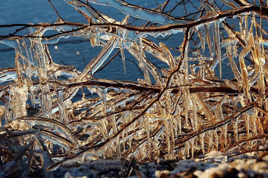 ice, branches, winter, frost, solar, nature, crystals, season, tree, rime