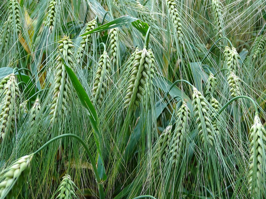 green wheat, barley, cereals, agriculture, food, grain, cornfield, barley field, summer, landscape