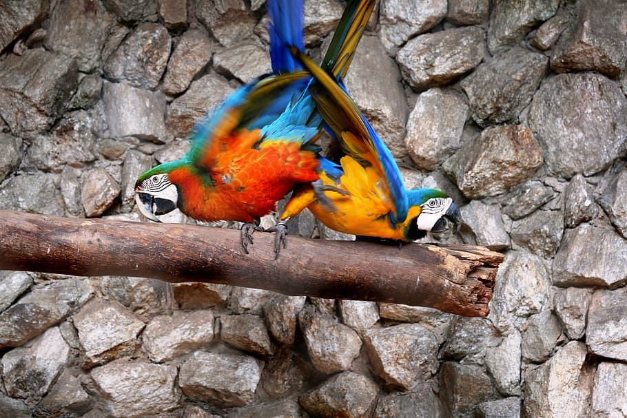 macaws in the natural background, birds, colorful, arara canindé, bird, animal themes, animal, parrot, animal wildlife, vertebrate