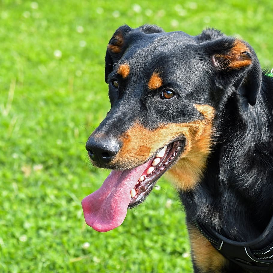 dog, beauceron, portrait, grass, canine, one animal, domestic, pets, animal, animal themes