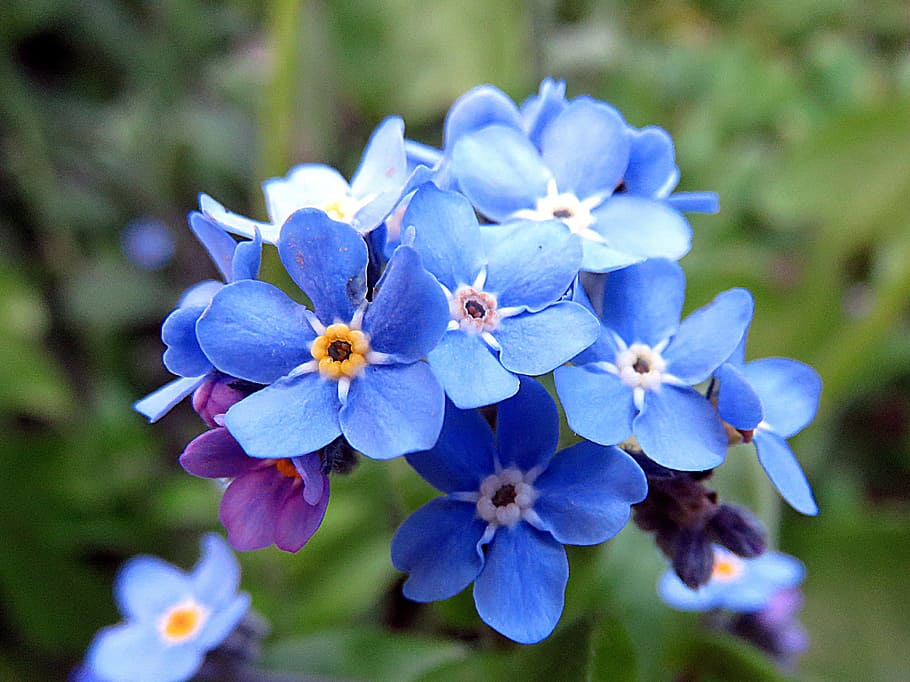 blue, flowers, shallow, focus photography, plant, flower, myosotis, flowering plant, fragility, vulnerability