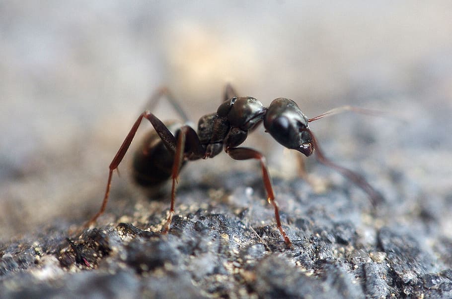 selective, focus photography, carpenter ant, black, soil, ant, insect, macro, animal, ant hill