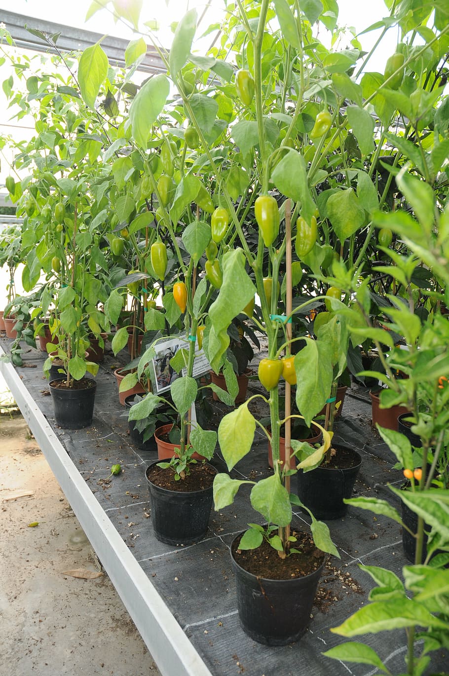 chilli peppers, marco, serra, growth, plant, green color, nature, leaf, plant part, potted plant