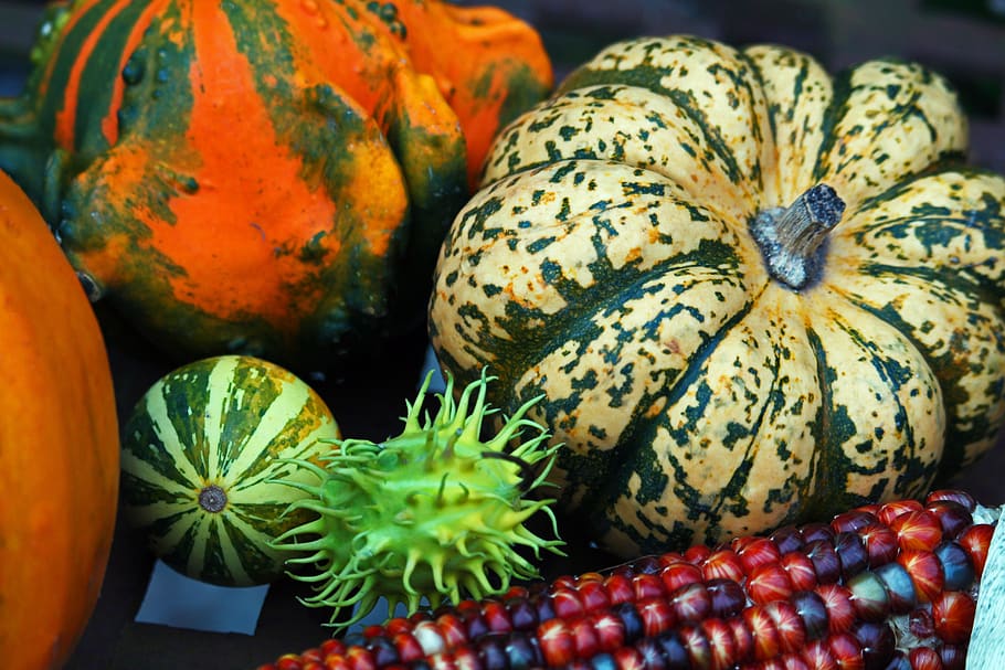 pumpkin, thanksgiving, autumn, harvest, halloween, autumn decoration, decoration, nature, autumn fruits, choose