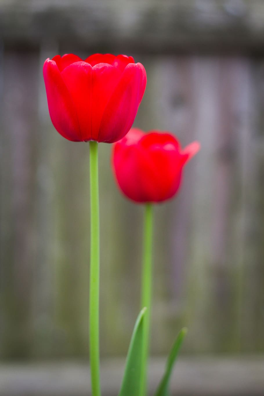 tulipanes, rojo, verde, flores, primavera, floración, perenne, plantas, flora, pétalos