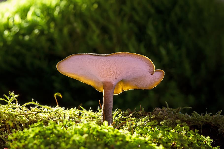 shallow, focus photography, white, brown, mushroom, small mushroom, reishi, moss, mini mushroom, mushroom head