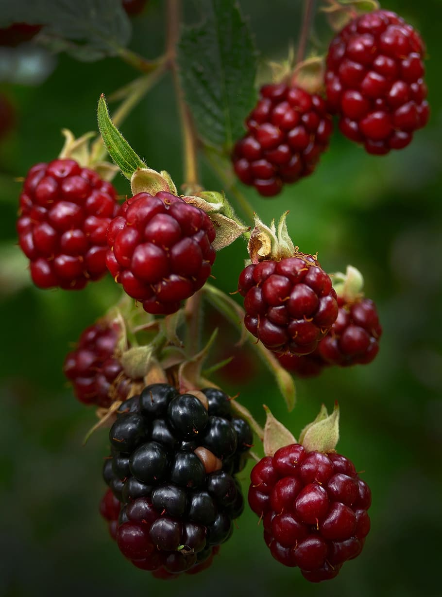 blackberry, berry, malai, infructescence, buah, semak, rubus sectio rubus, rosaceae, bramberi, sehat