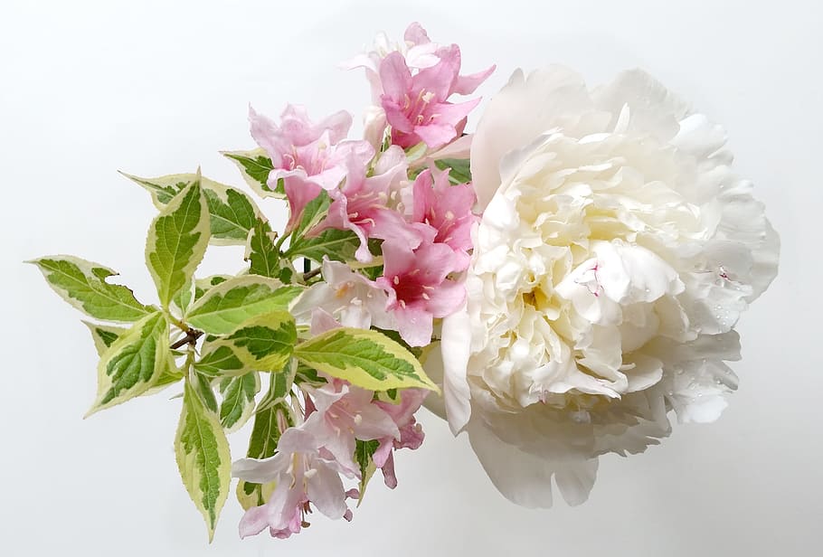 Rosa, blanco, flores de pétalos, flores, hortensias, naturaleza, ramo de flores, floreciente, colorido, flor