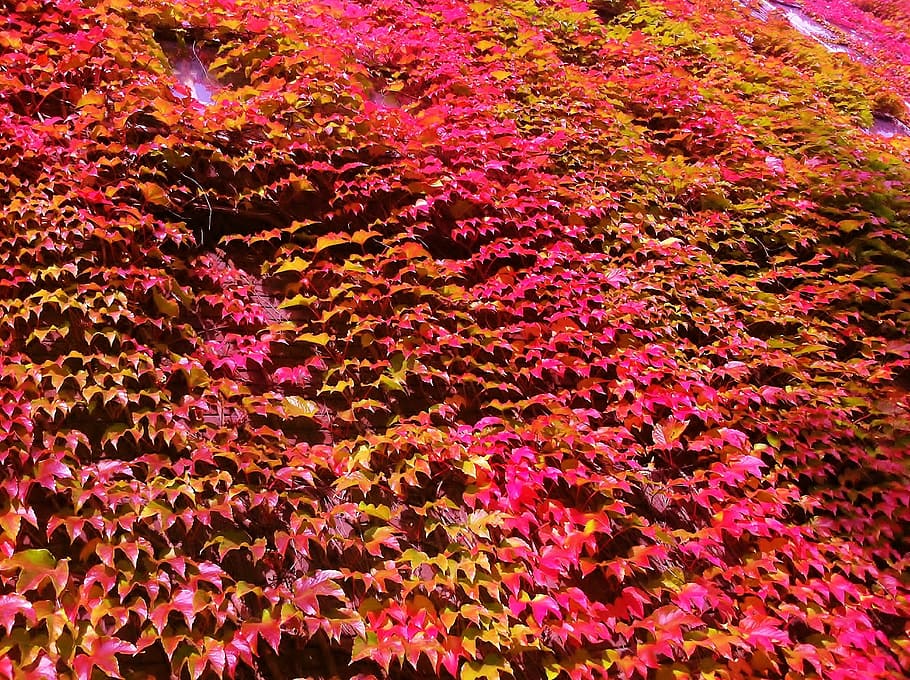 virginia creeper, parthenocissus tricuspidata, creeper, color de otoño, belleza en la naturaleza, fotograma completo, fondos, frescura, abundancia, flor