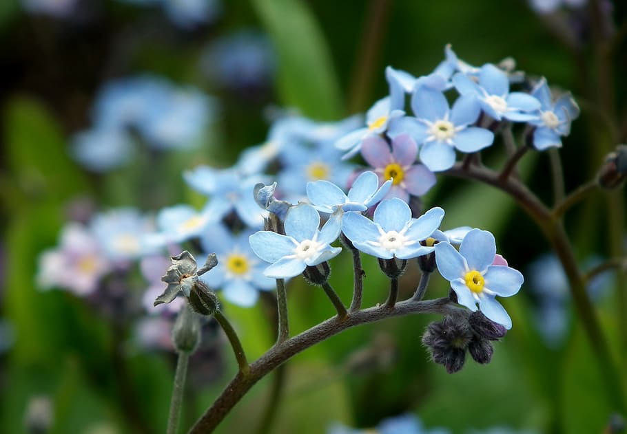 nots, flowers, blue, little flowers, garden, spring, nature, closeup, the delicacy, flourishing