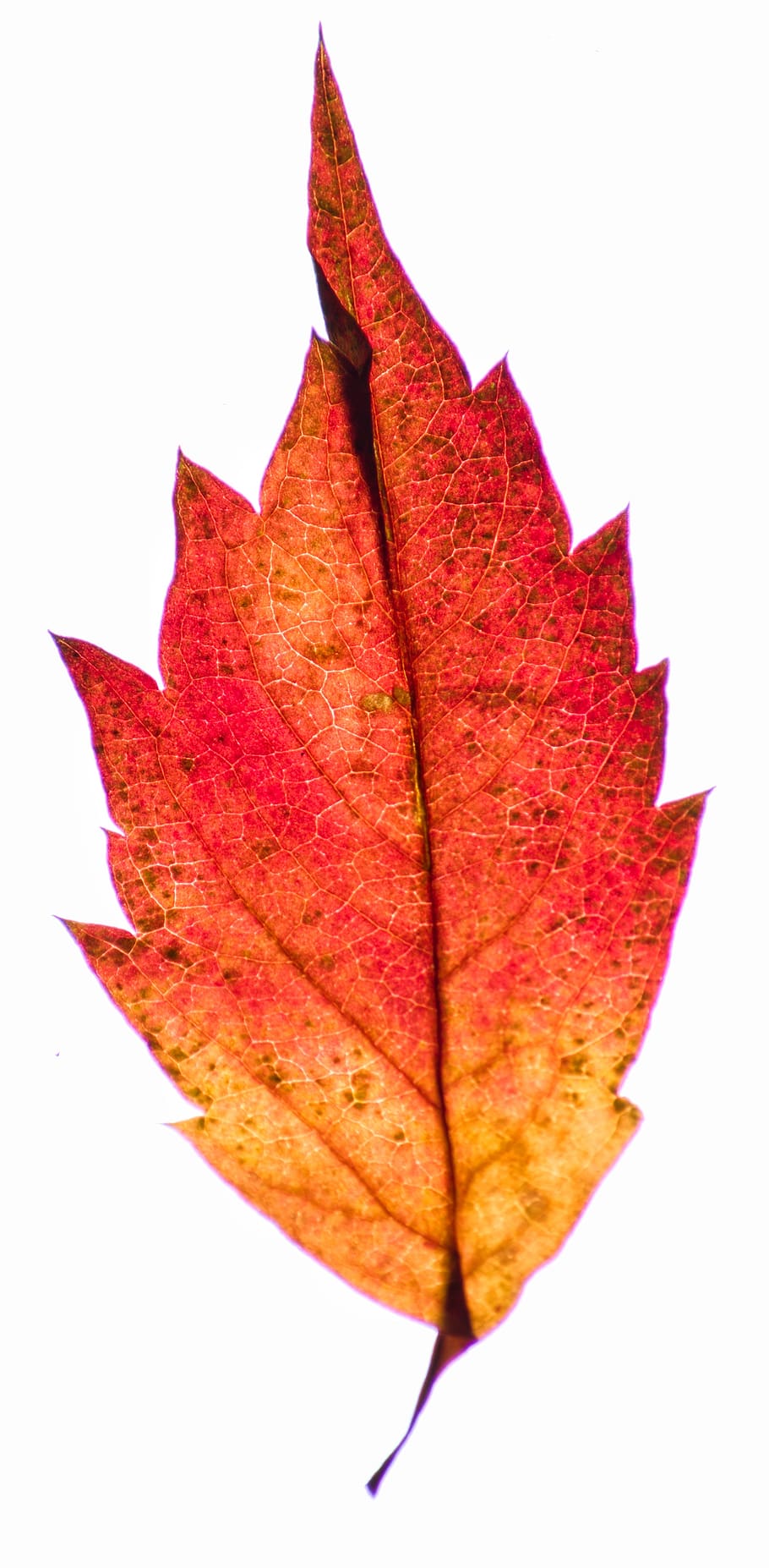 autumn, red, yellow, nature, orange, leaf, light, plant part, white  background, change | Pxfuel