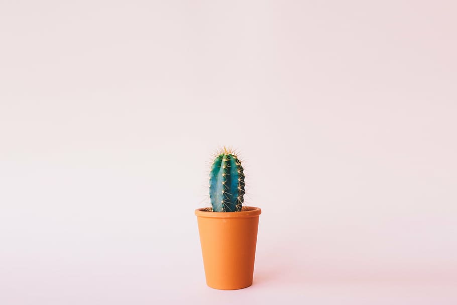 green, cactus, orange, plastic flower pot, plant, background, studio shot, orange color, copy space, colored background