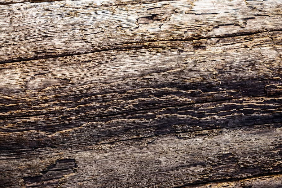 background, tree, bark, log, driftwood, tree bark, structure, backgrounds, textured, full frame