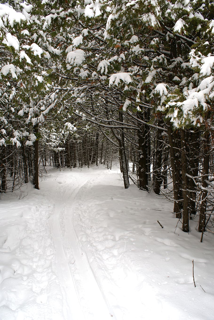 winter, path, solitude, skiing, landscape, snow, wintry, tree, woods, forest