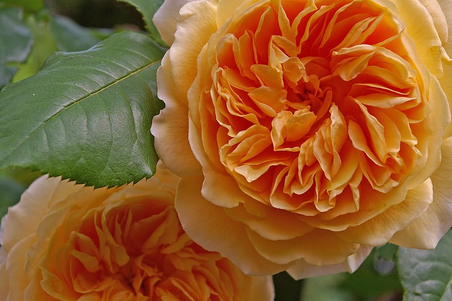 rose, crown princess margareta, english rose, rose variety, garden, petals, plant, yellow, blossom, bloom