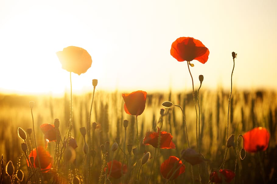 red, yellow, flower decor, flowers close-up photography, red poppies, dusk, sunset, poppy, backlight, nature