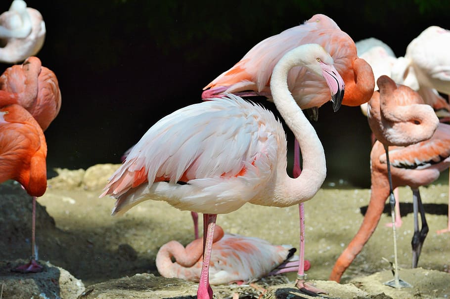 Flamingo, Bird, Pink, Plumage, bill, feather, birds, animal, water bird, exotic bird