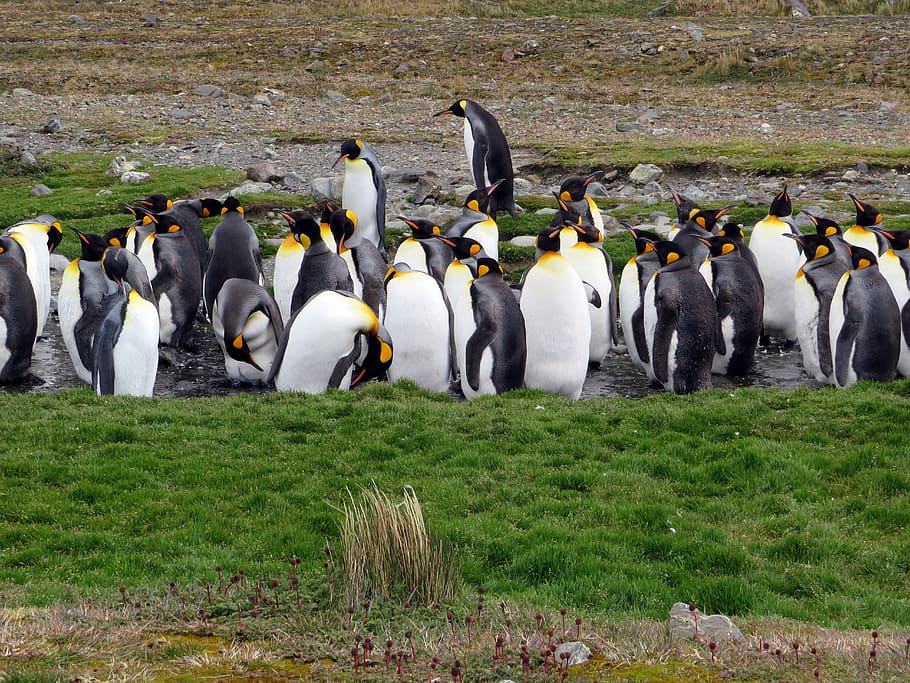 south georgia, king penguins, penguin, penguin colony, cruise, expedition,  king penguin, group of animals, animals in the wild, animal wildlife |  Pxfuel