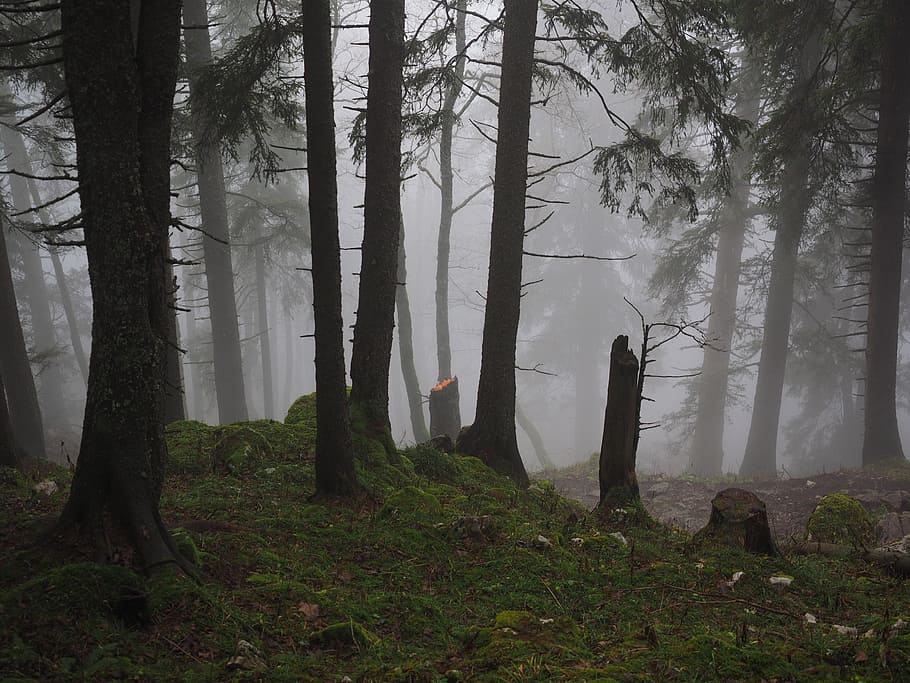 green, trees, foggy, weather, storm damage, fir forest, firs, fog, forest, tree trunks