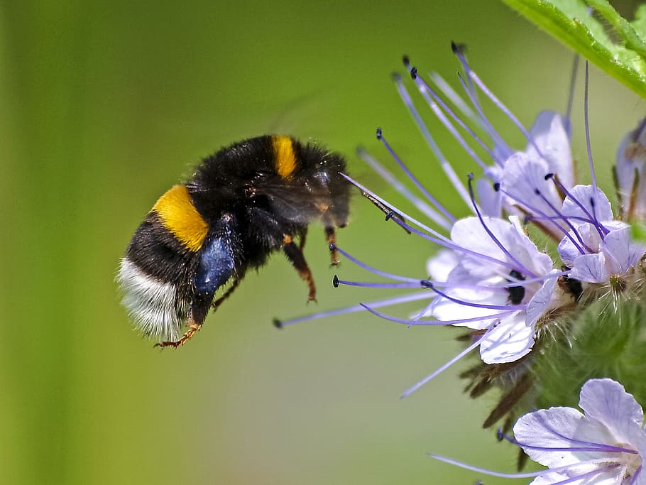 fotografi makro, lebah kayu, bertengger, bunga, Fiksi, Hummel, Serangga, Alam, hewan, satu hewan