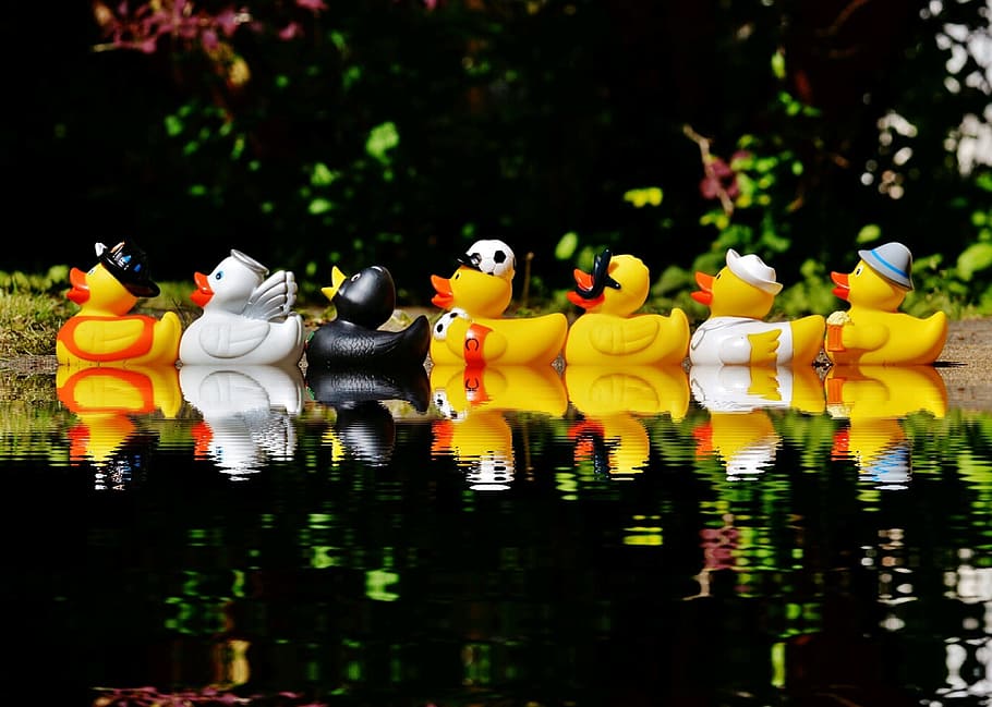 rubber duck lot, body, water, rubber ducks, bath ducks, fun bathing, mirroring, bank, swim, toys