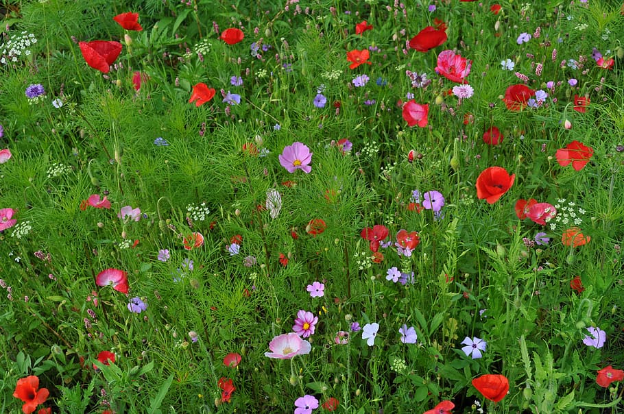wildflowers, colourful, williamson' park, lancaster, plant, flowering plant, flower, growth, beauty in nature, freshness