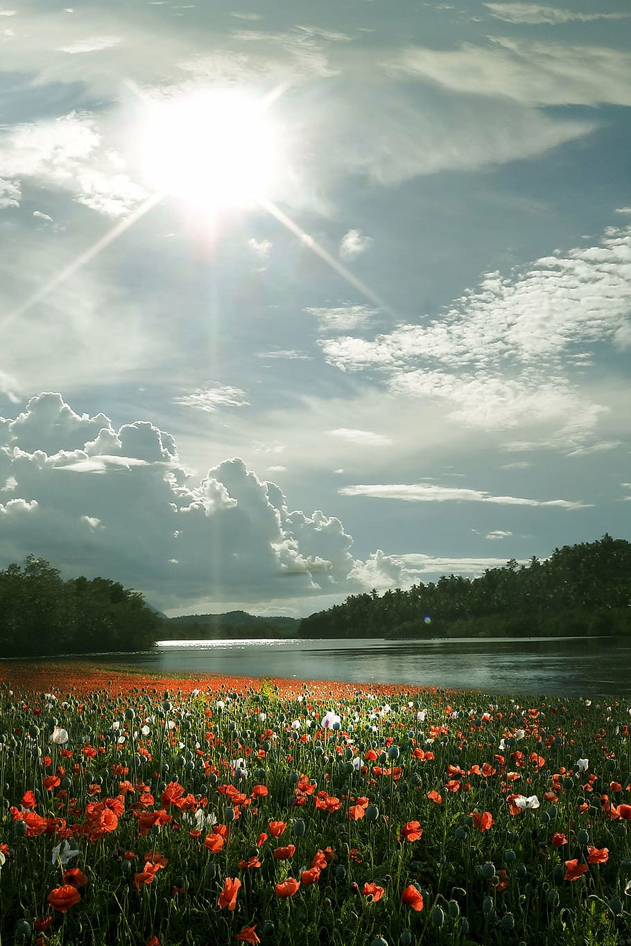 rojo, blanco, campo de flores de amapola, al lado, río, bosques, nubes, azul, cielos, durante el día